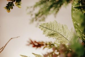 photo 1705738482542 1132a511c3eacropentropycstinysrgbfitmaxfmjpgixidM3wxNDA1NTd8MHwxfHNlYXJjaHwxMzd8fGdyZWVuJTIwd2FsbCUyMHBsYW50c3xlbnwxfDB8fHwxNzQzOTI2MDA1fDAixlibrb 4.0.3q80w1080