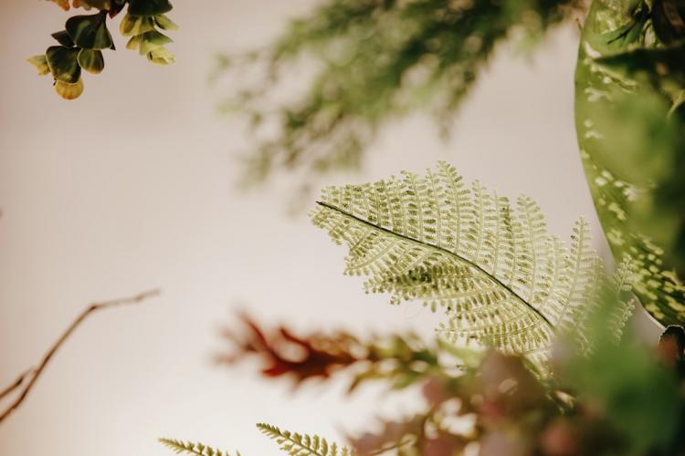 photo 1705738482542 1132a511c3eacropentropycstinysrgbfitmaxfmjpgixidM3wxNDA1NTd8MHwxfHNlYXJjaHwxMzd8fGdyZWVuJTIwd2FsbCUyMHBsYW50c3xlbnwxfDB8fHwxNzQzOTI2MDA1fDAixlibrb 4.0.3q80w1080